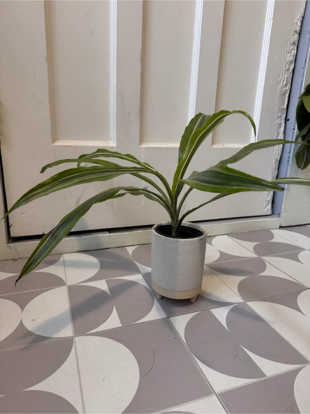 Potted Dracaena Plant thumbnail