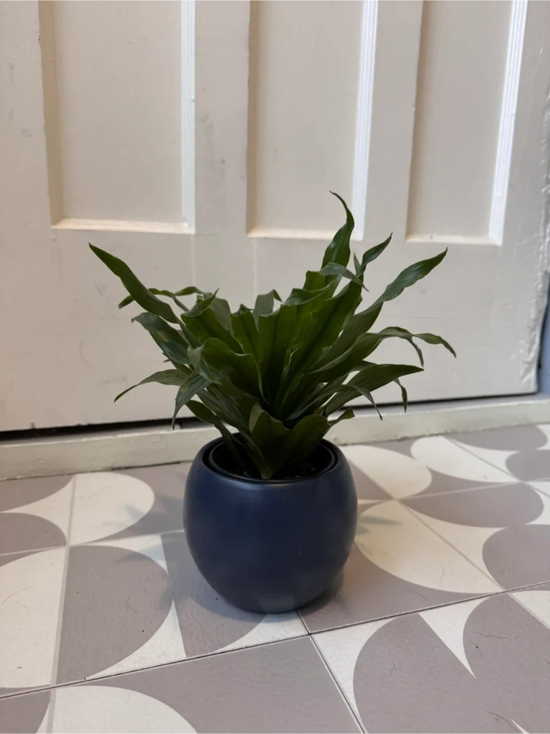 Potted Dracaena Plant thumbnail