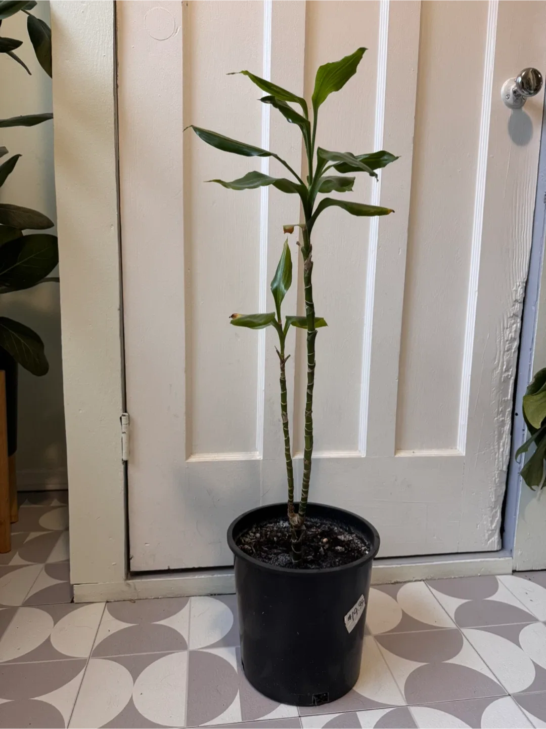 Lucky Bamboo Plant thumbnail