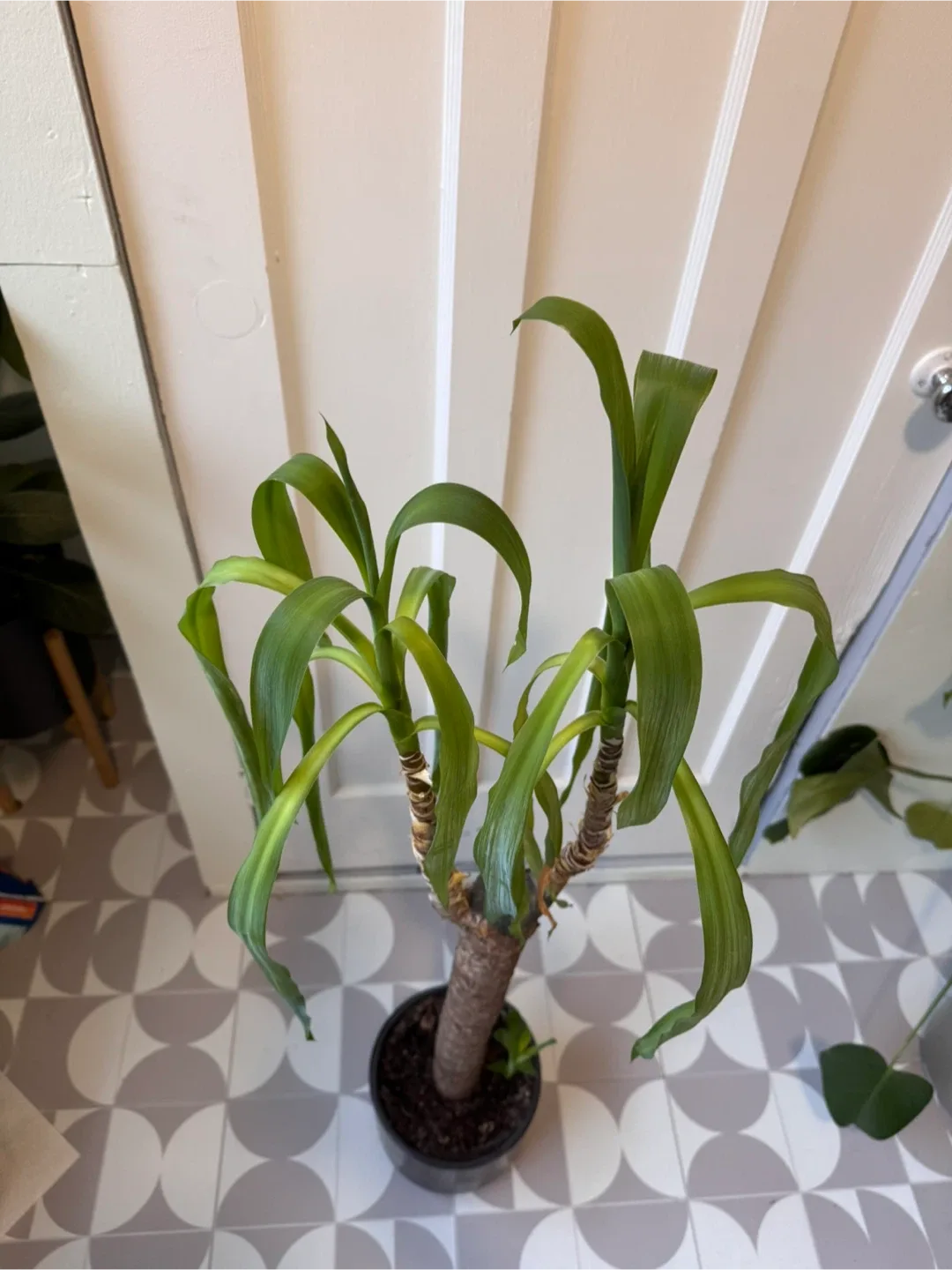 Corn Plant in Black Pot thumbnail