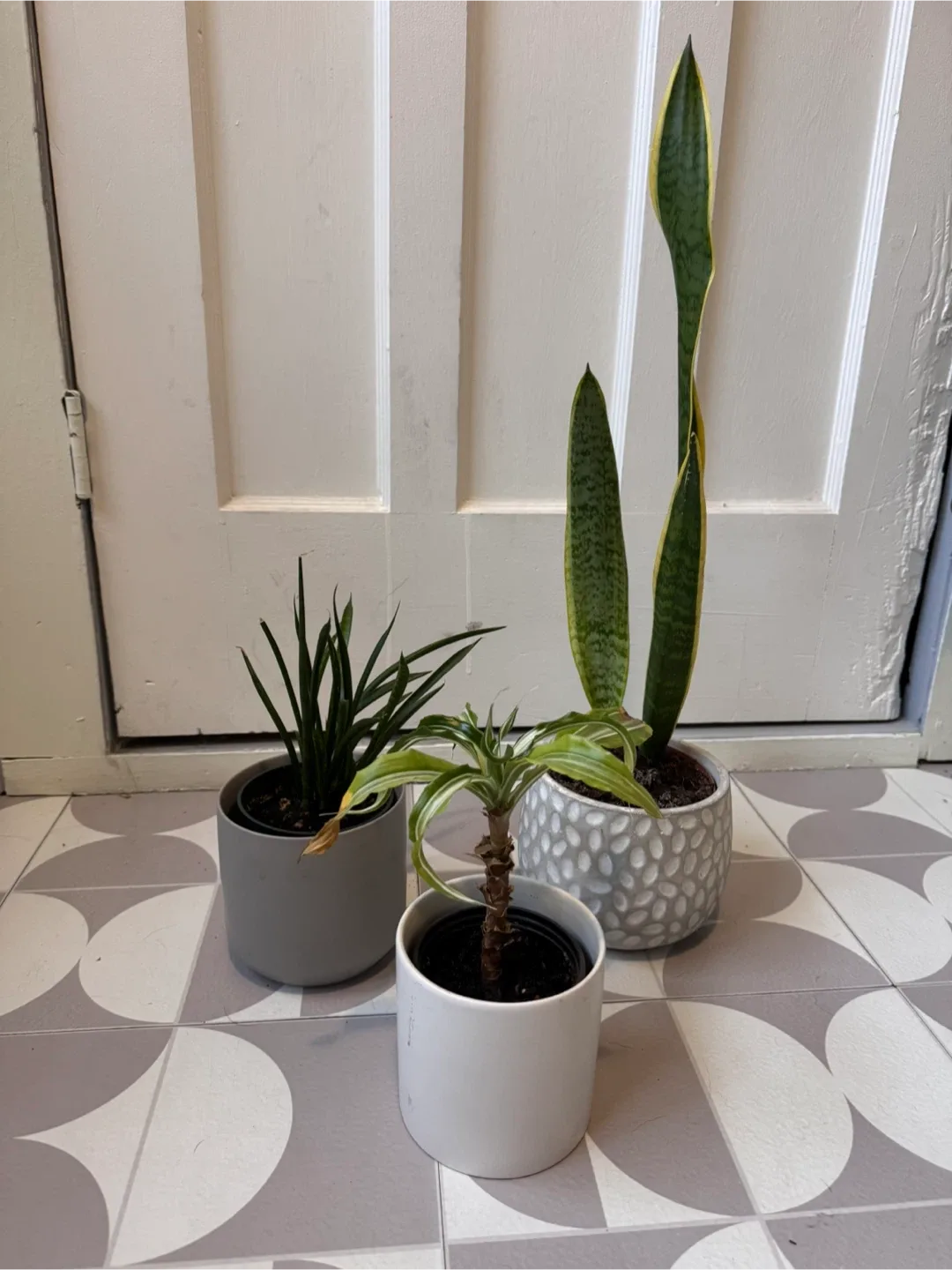 Three potted plants thumbnail