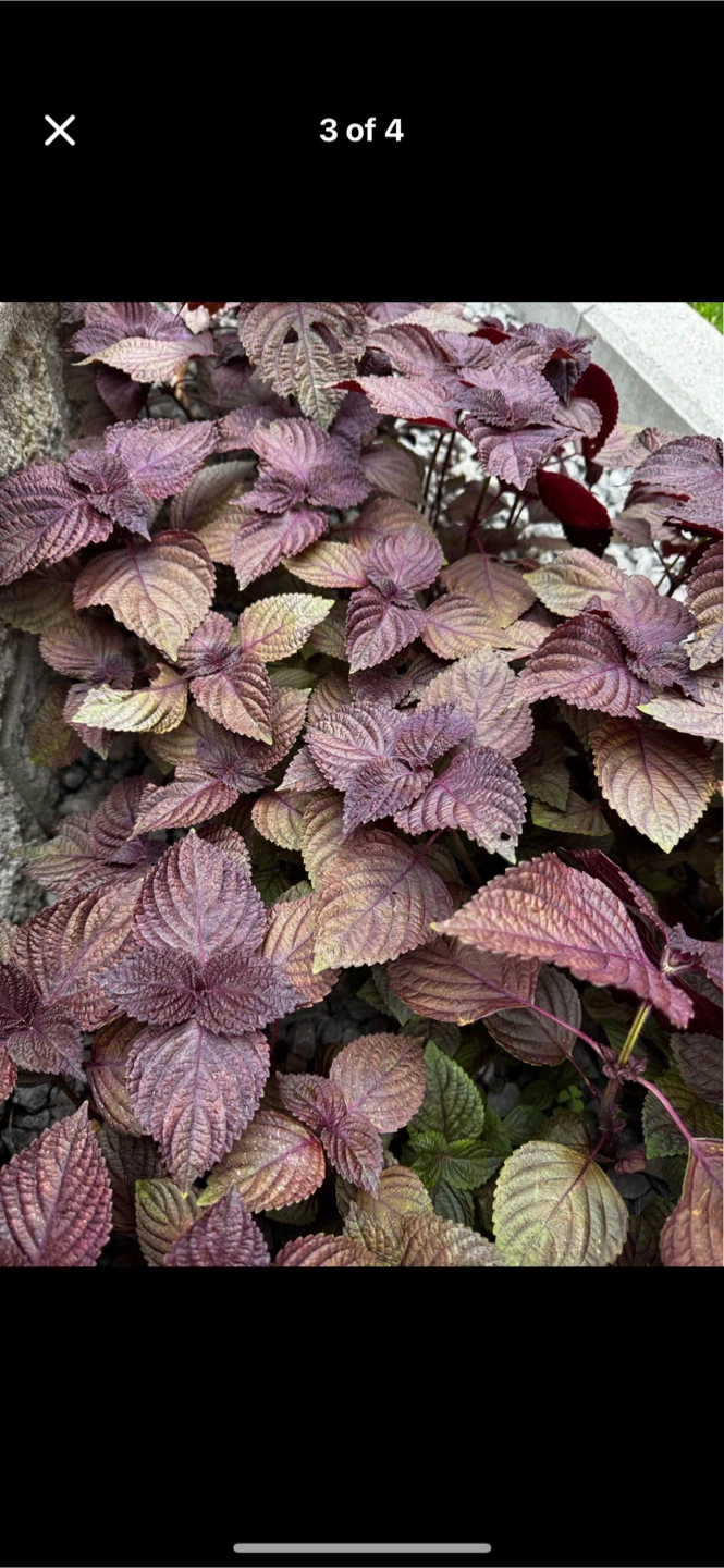 CHINESE PERILLA LEAVES
