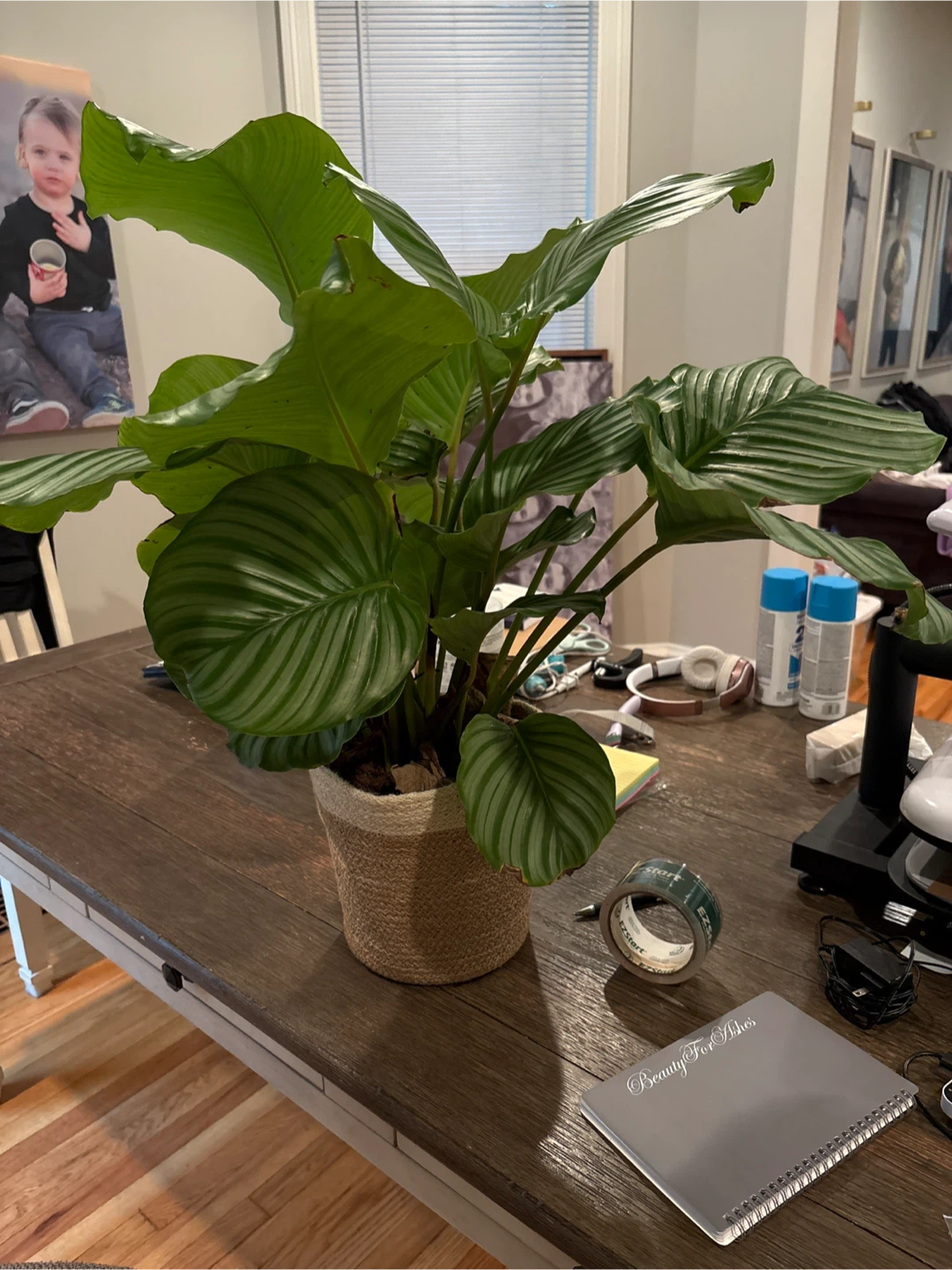 Calathea Orbifolia Plant