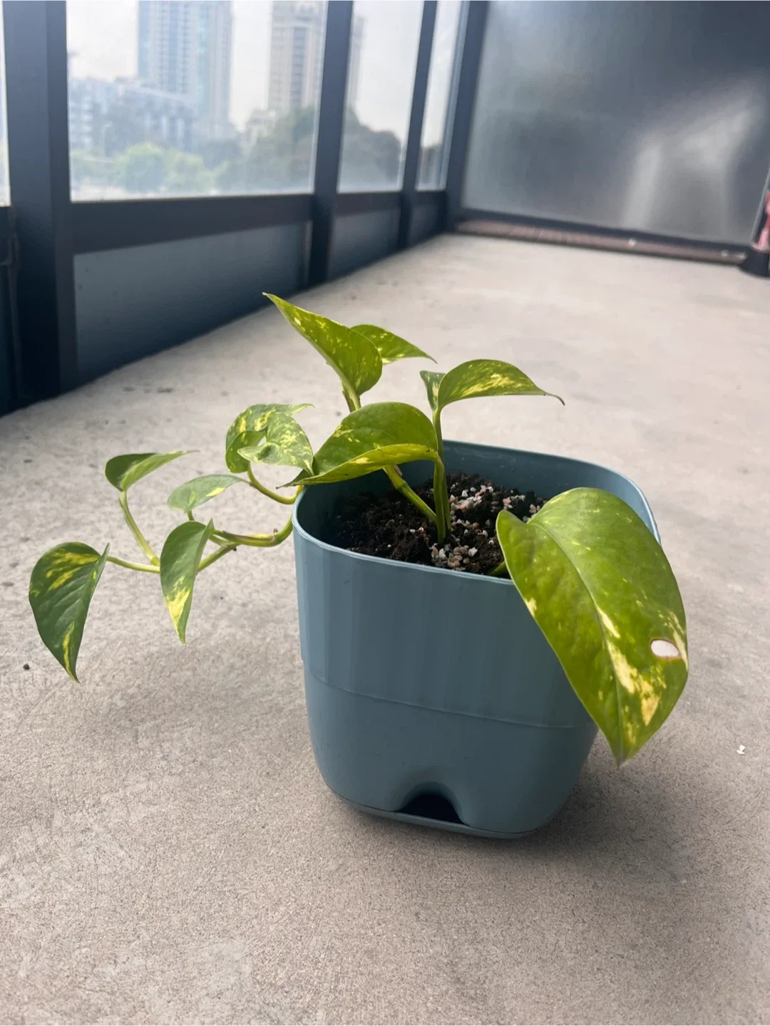 Potted Golden Pothos Plant thumbnail