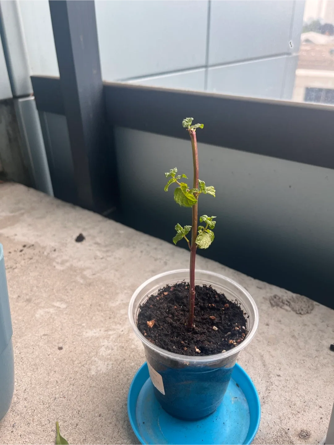 Potted Mint Plant thumbnail