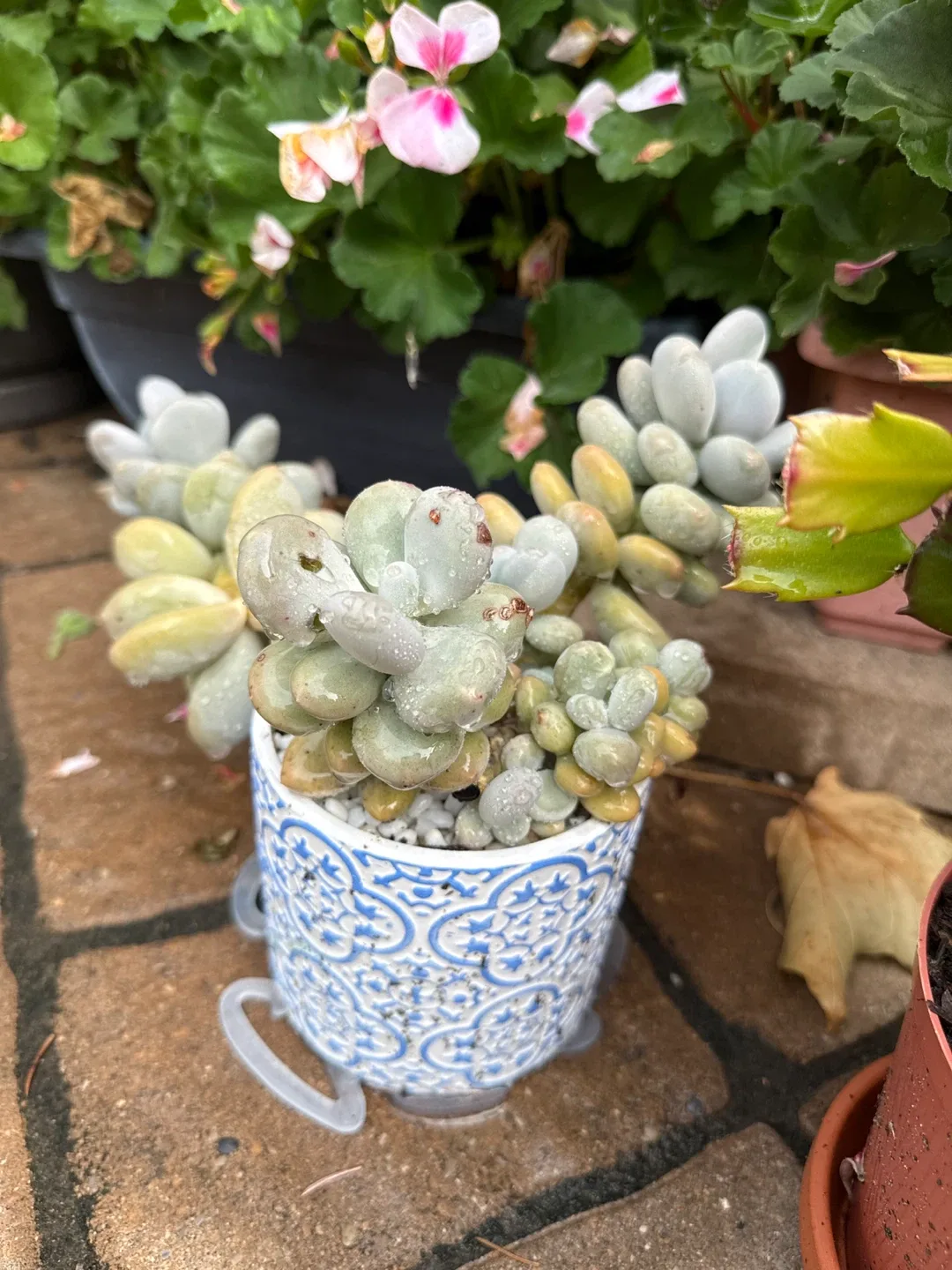 Potted succulent thumbnail