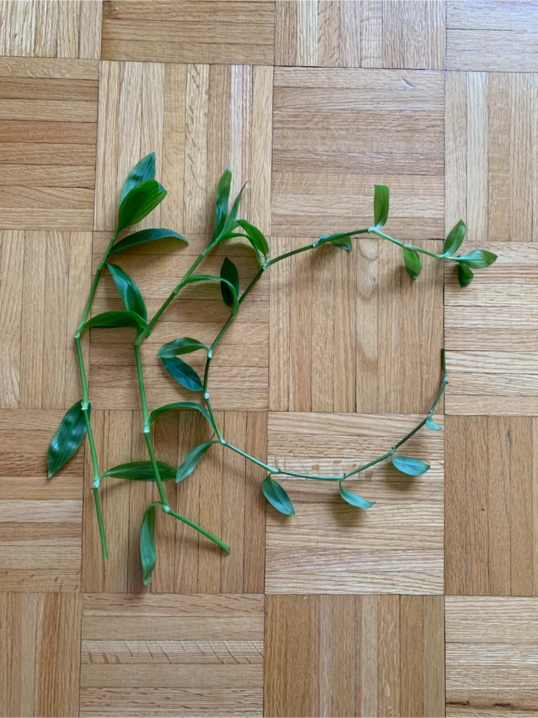 Inch Plant Cuttings thumbnail