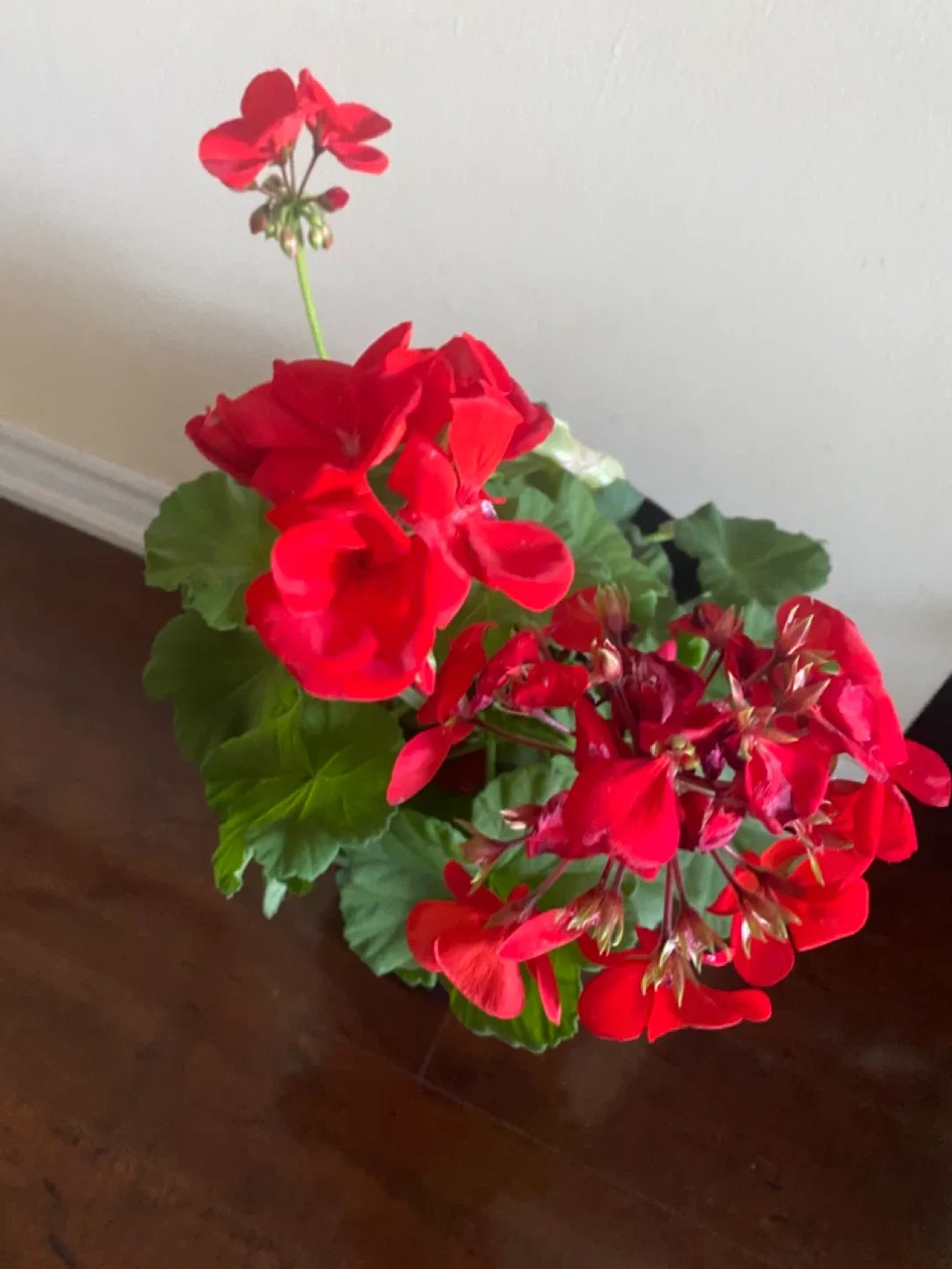 Red Geranium in Black Pot image indicator(2)