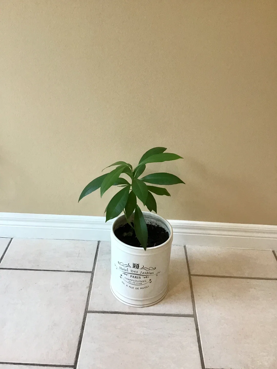 Potted Plant in Decorative Pot image indicator(2)