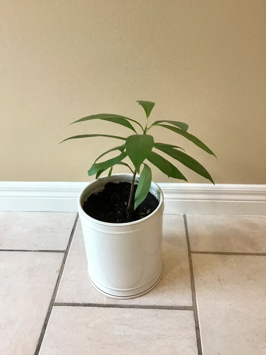 Potted Plant in Decorative Pot image indicator(3)