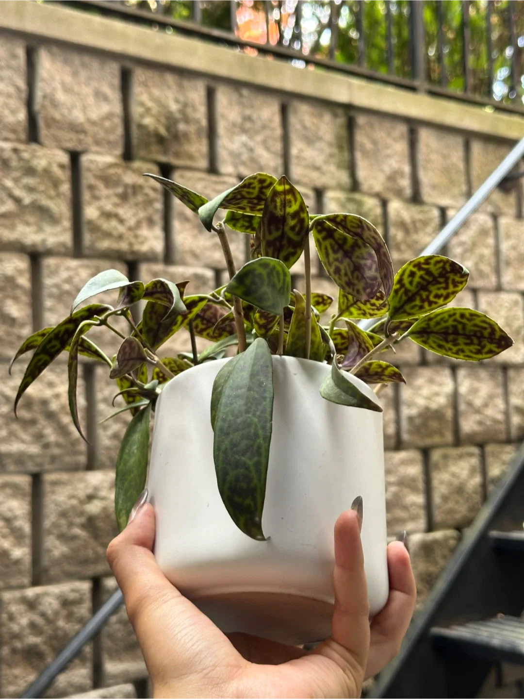 Black Pagoda Lipstick Plant thumbnail