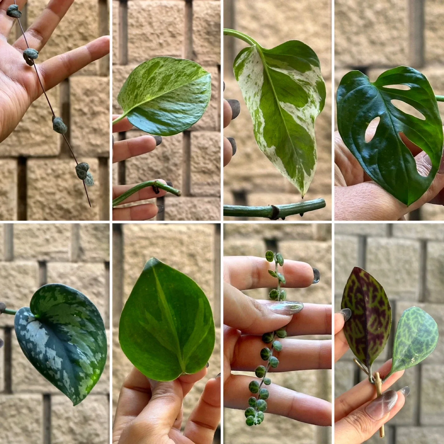 Plant Cuttings thumbnail