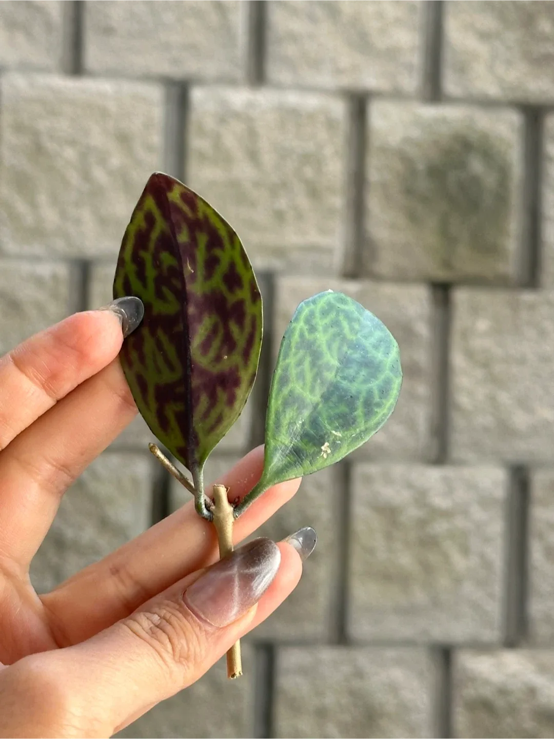 Plant Cuttings image indicator(9)