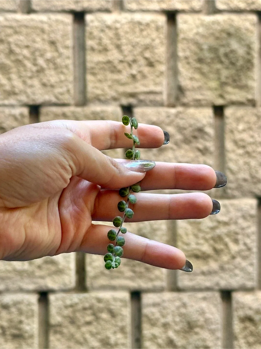 Plant Cuttings image indicator(8)