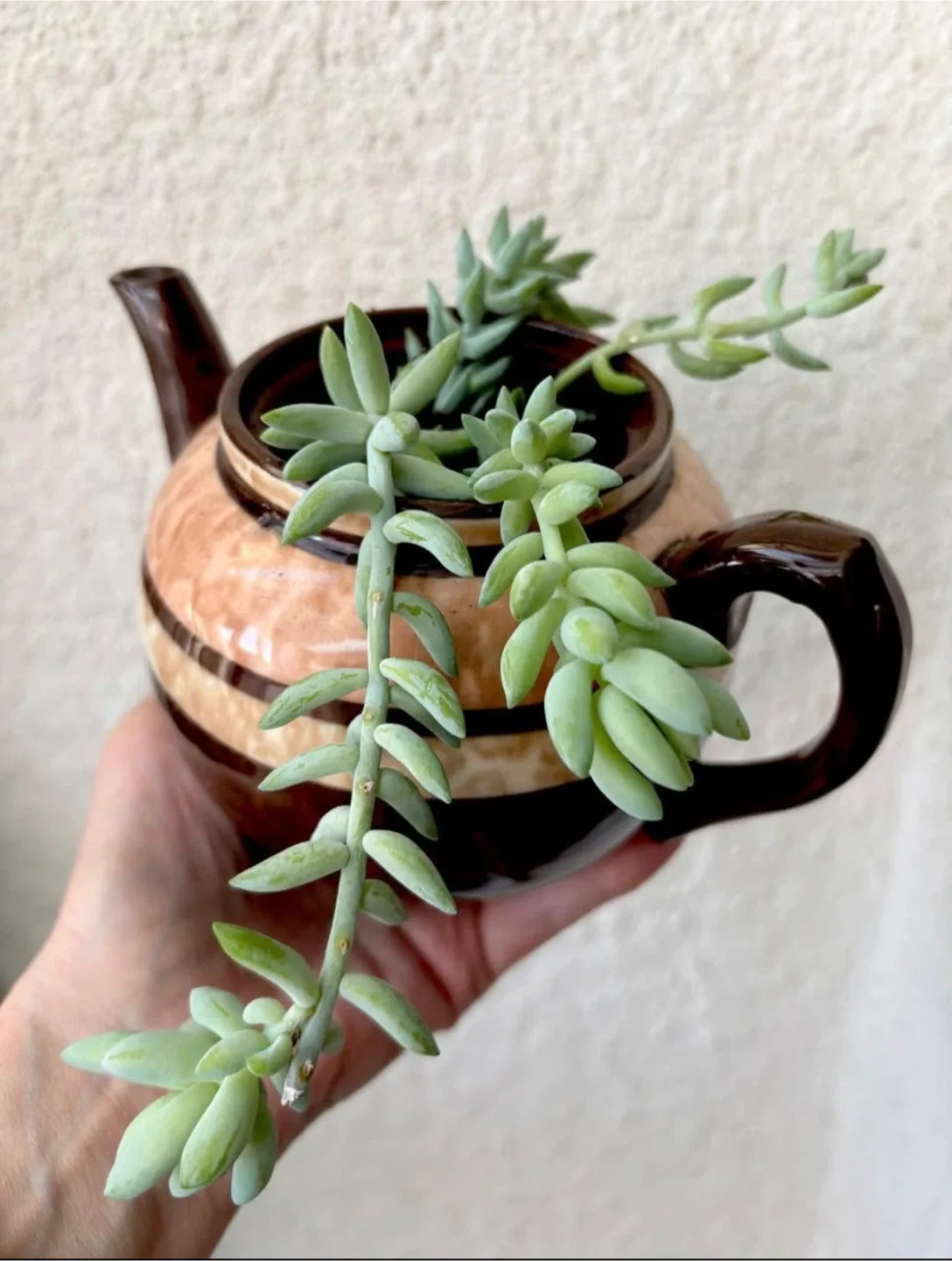 Teapot Planter w/ Donkey Tail Succulent image indicator(2)