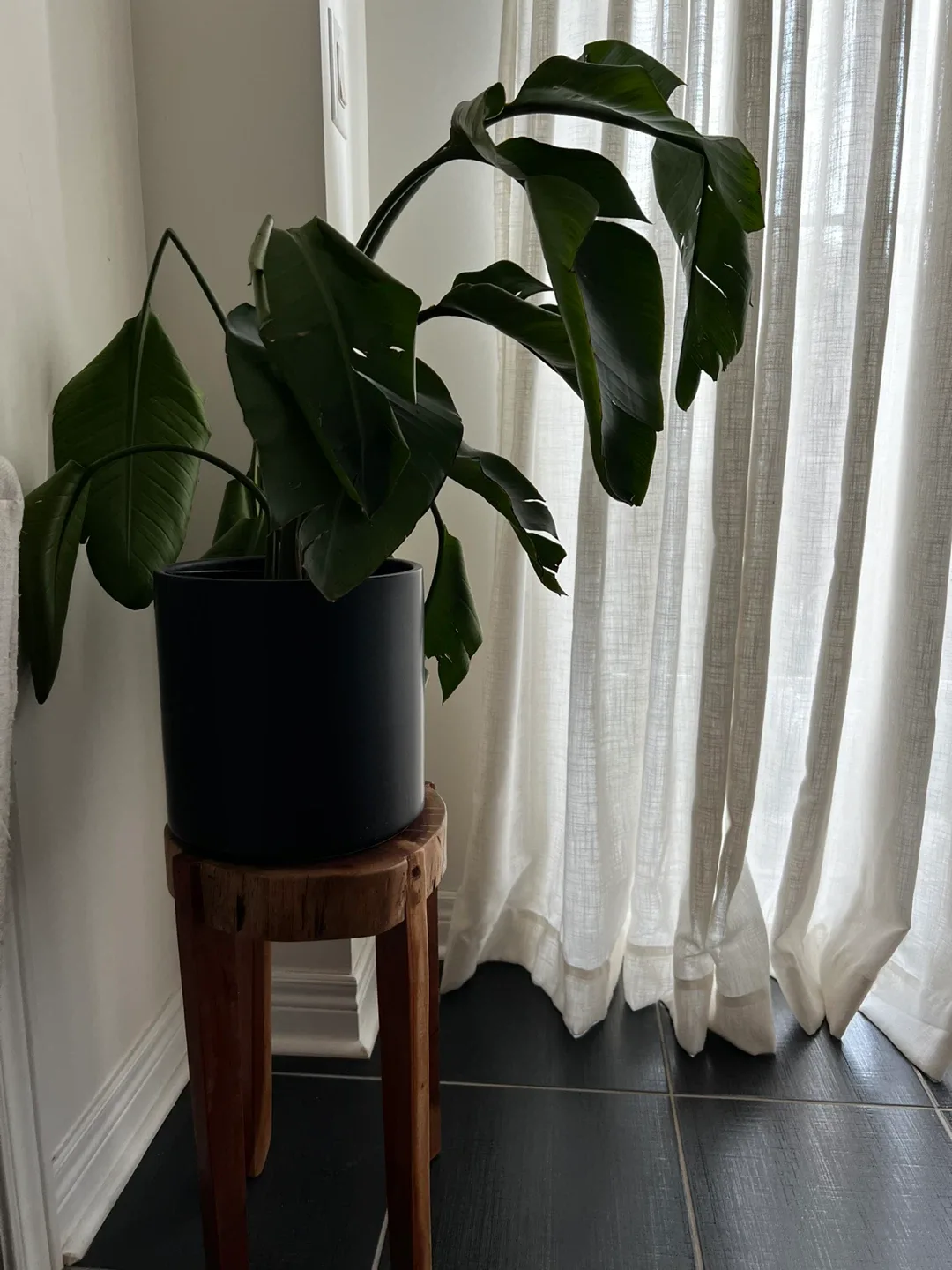 Real Birds of Paradise Plant with Black Pot and Wooden Stand thumbnail