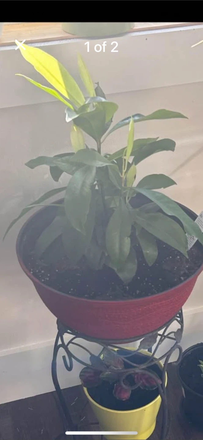 Potted Plant indoor - photo 2