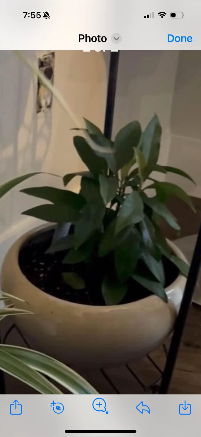 Potted Plant indoor