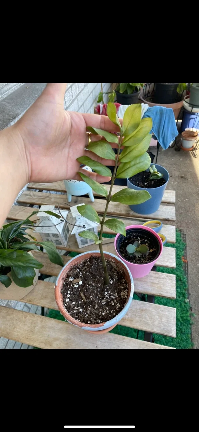 Baby ZZ Plant in Pot thumbnail