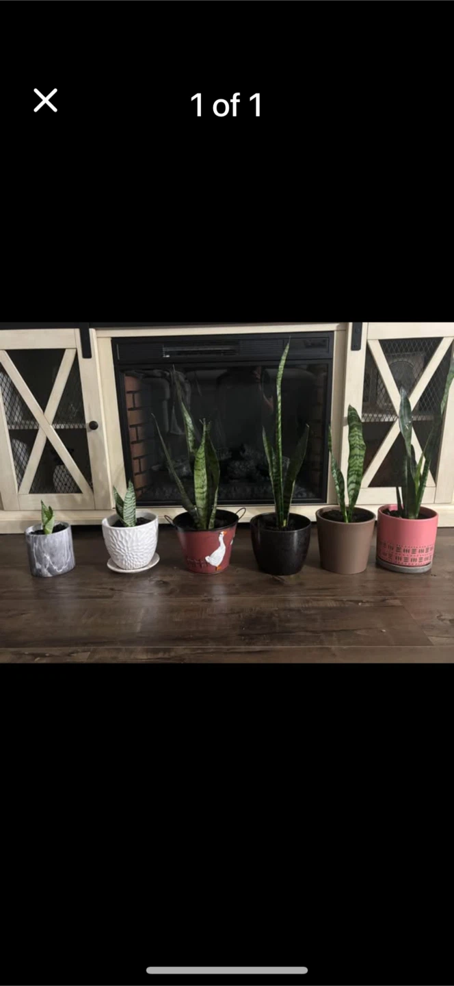 Snake Plants in Decorative Pots