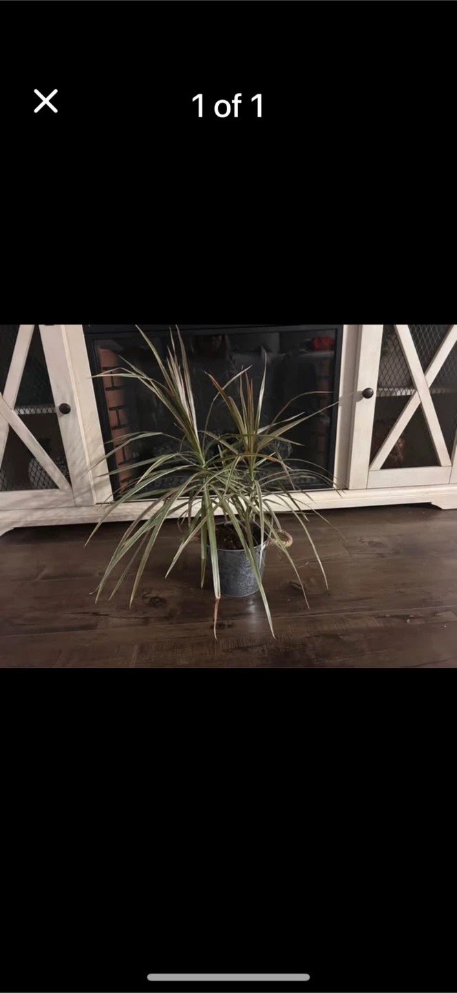 Potted Dracaena Marginata Plant