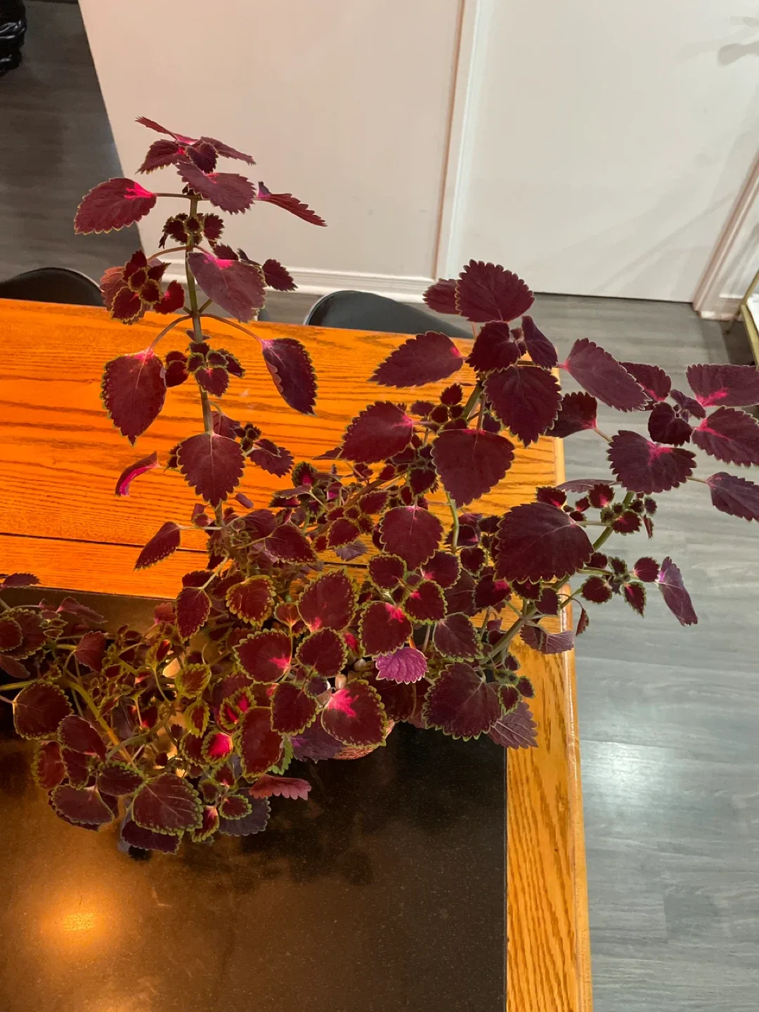 Coleus Plant in Pot image indicator(2)