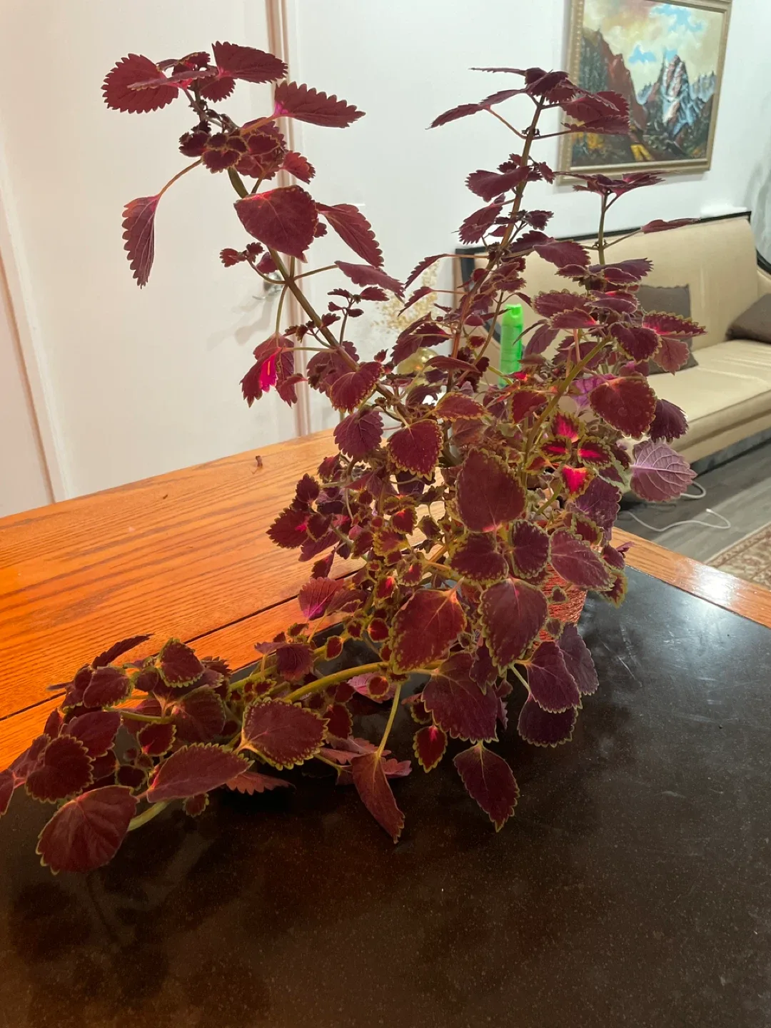 Coleus Plant in Pot image indicator(3)