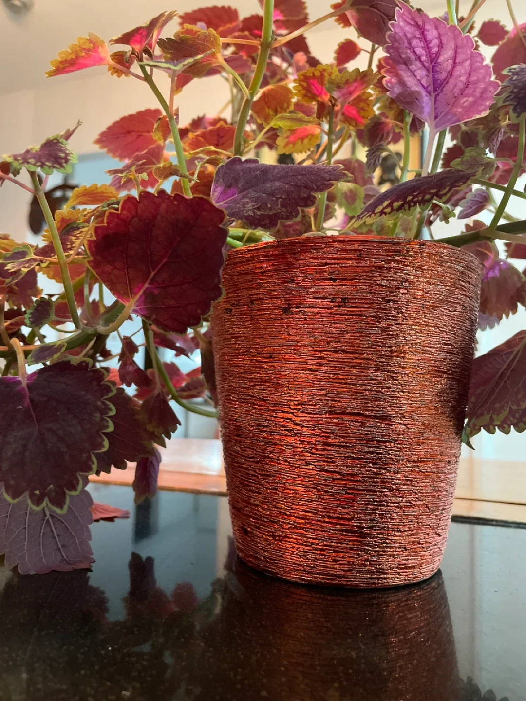 Coleus Plant in Pot image indicator(4)