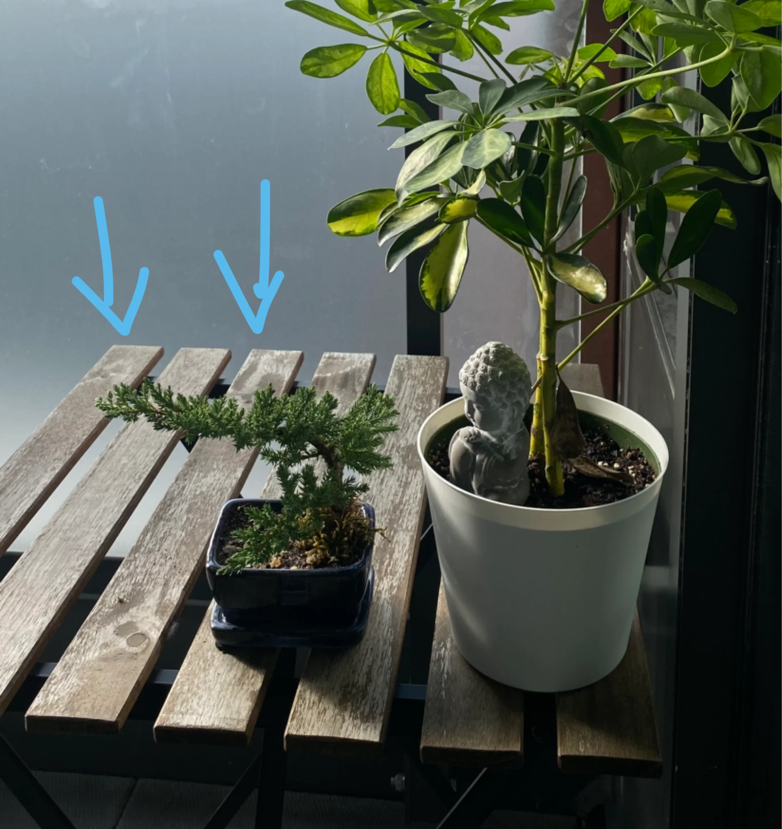 Juniper Bonsai (Real) with Pot & fertilizer image indicator(2)