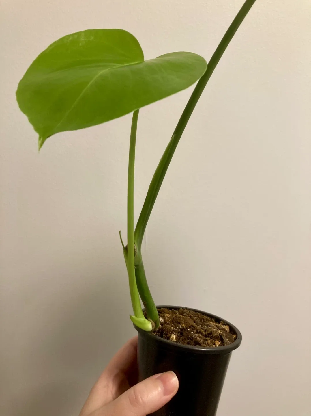 Rooted Monstera Cutting image indicator(2)
