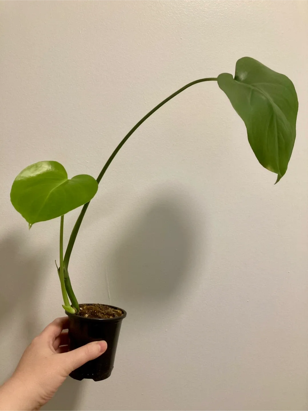Rooted Monstera Cutting thumbnail