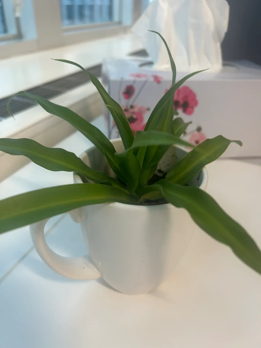 Plant in a Mug! thumbnail