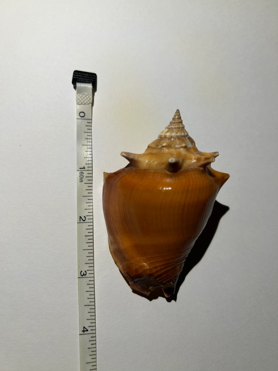 Shell image indicator(3)