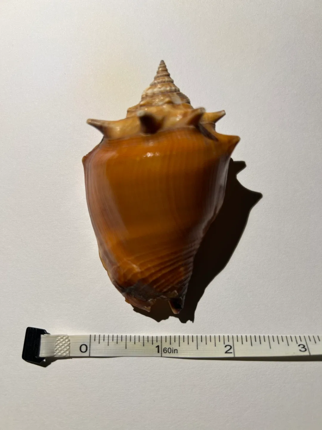Shell image indicator(4)