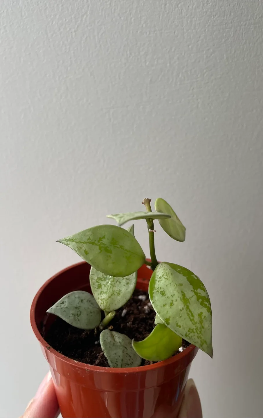 Small Hoya Plants in Pots thumbnail