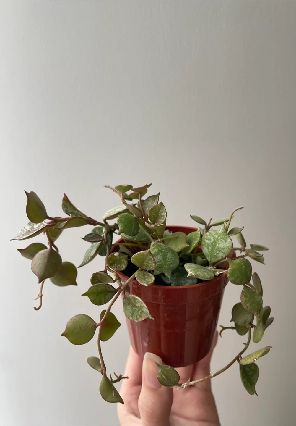 Hoya Curtisii Plant thumbnail