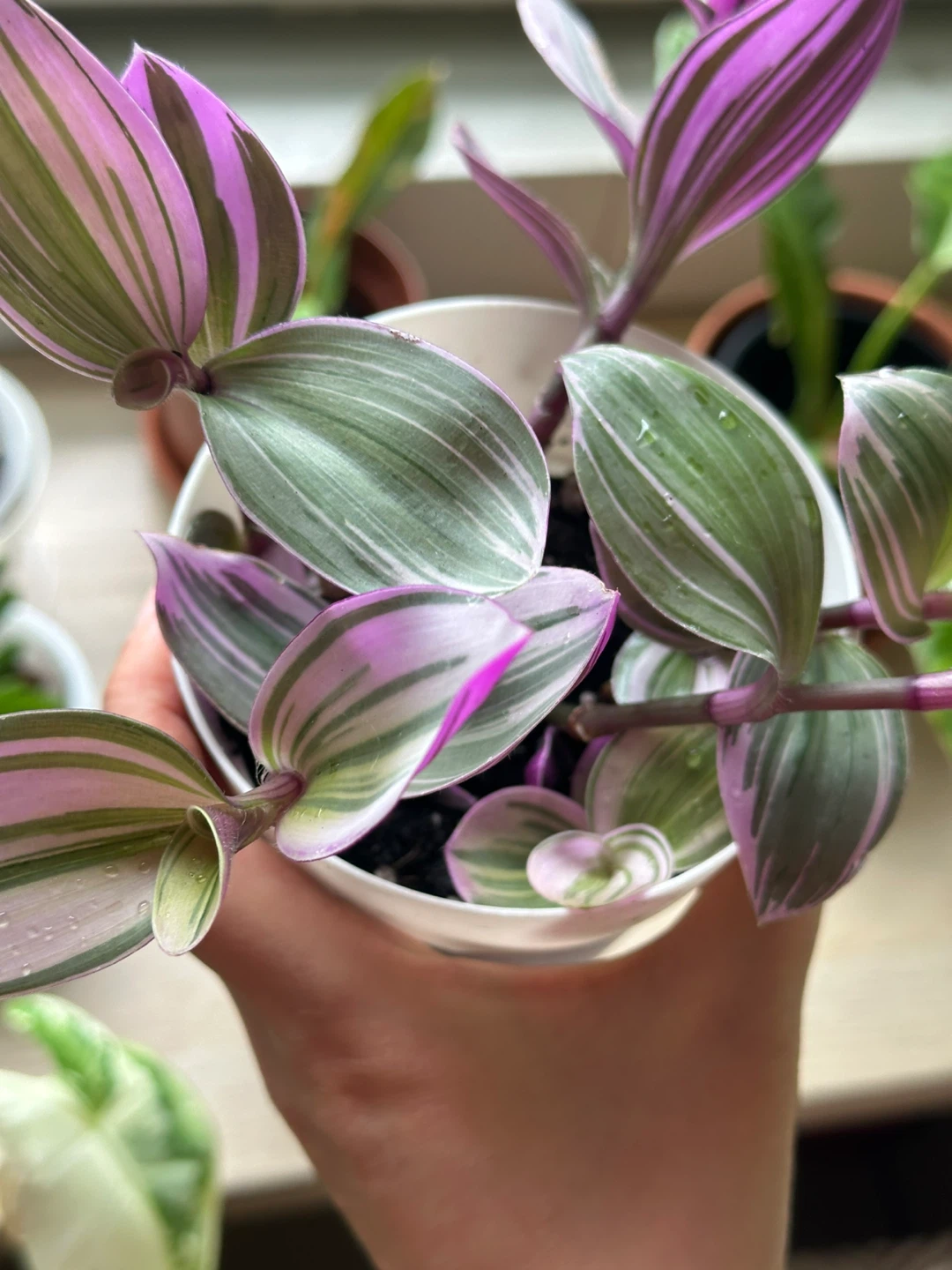 Tradescantia Nanouk Plant - photo 3