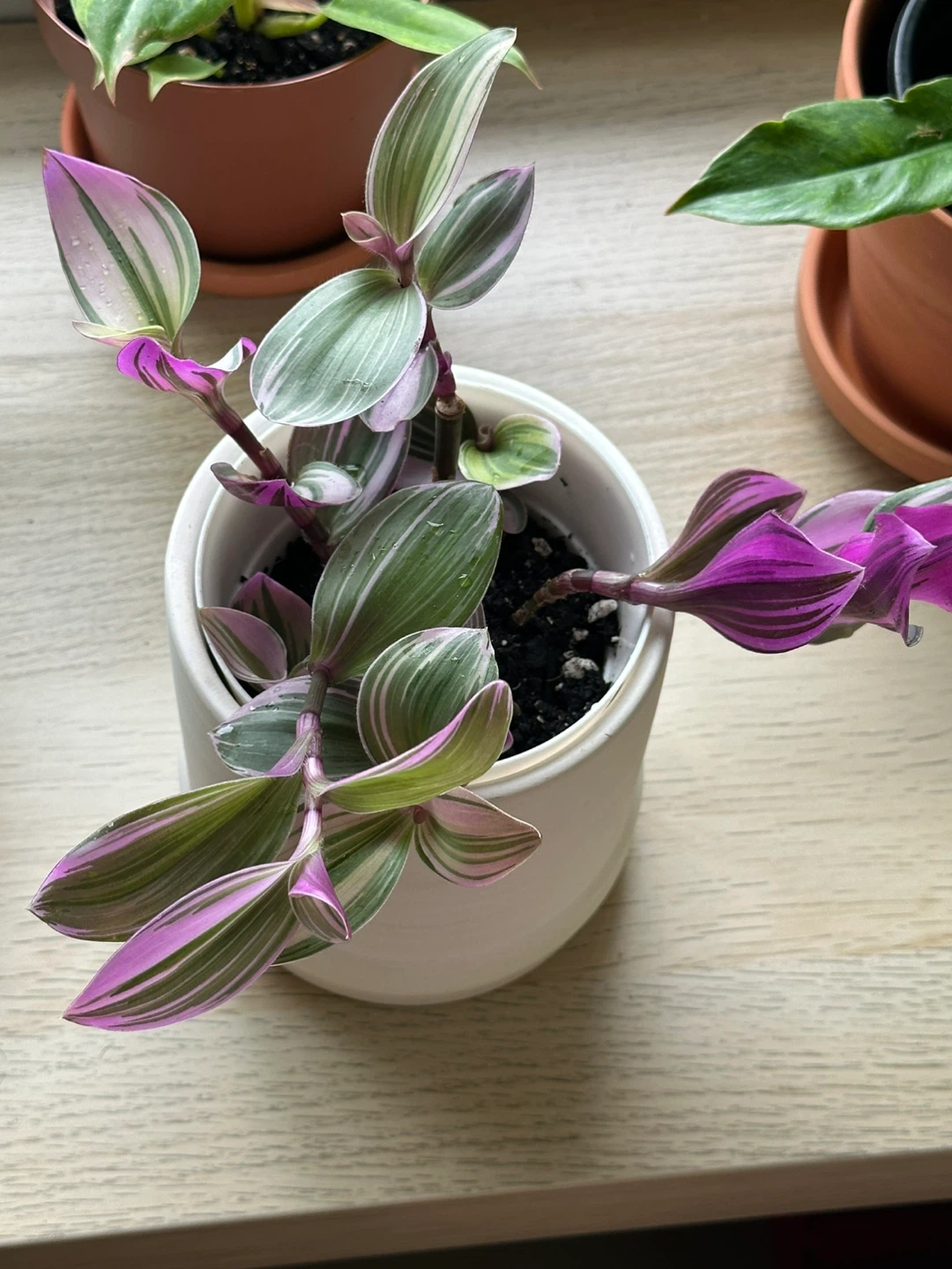 Tradescantia Nanouk Plant - photo 4