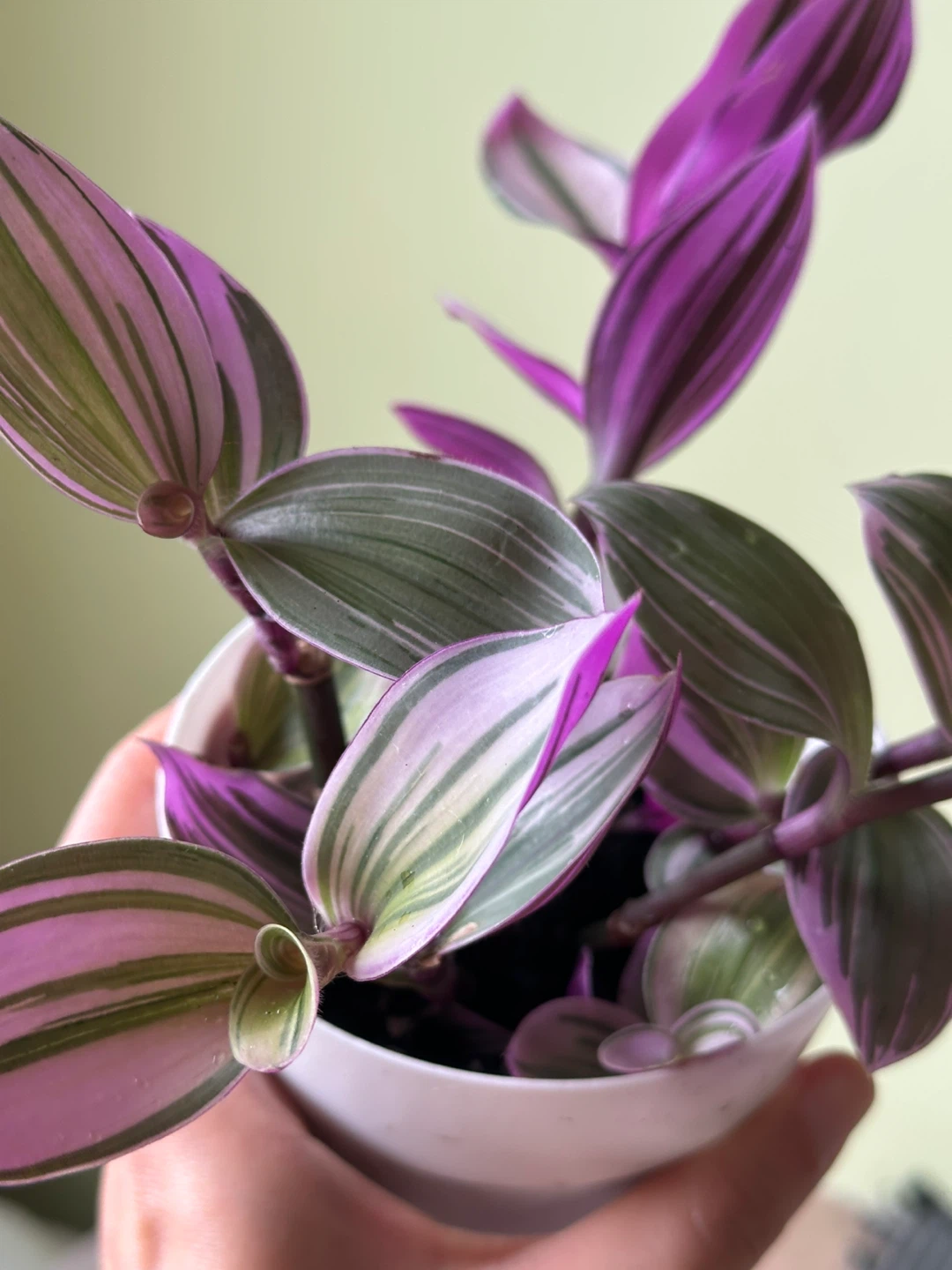 Tradescantia Nanouk Plant - photo 2