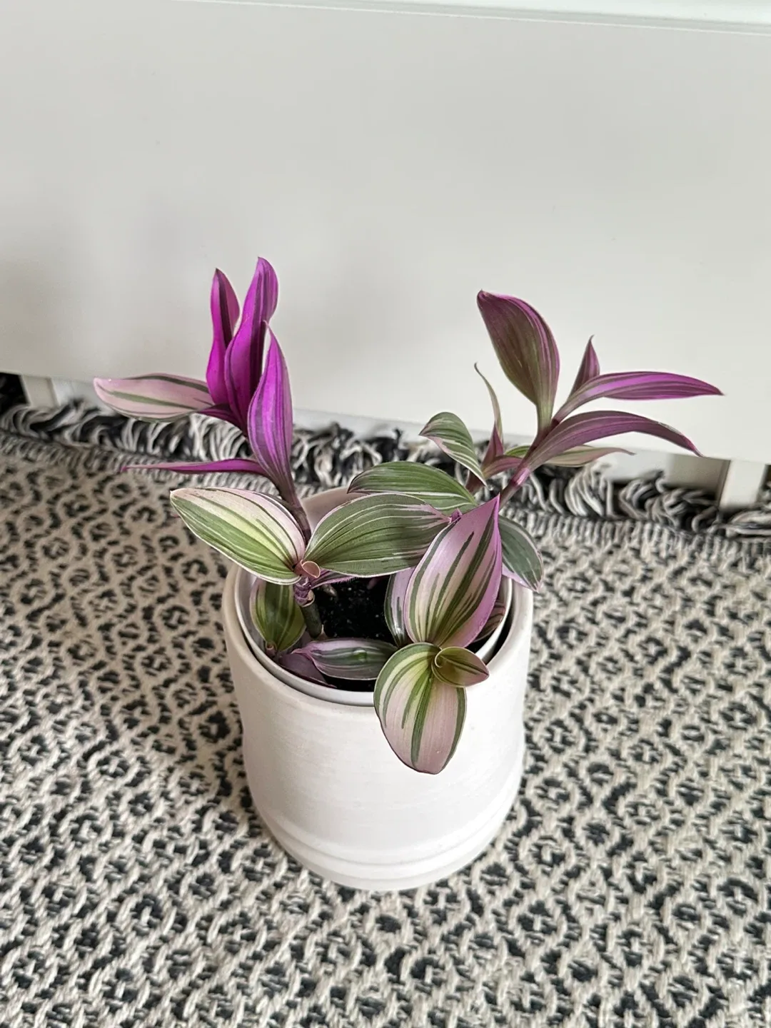 Tradescantia Nanouk Plant