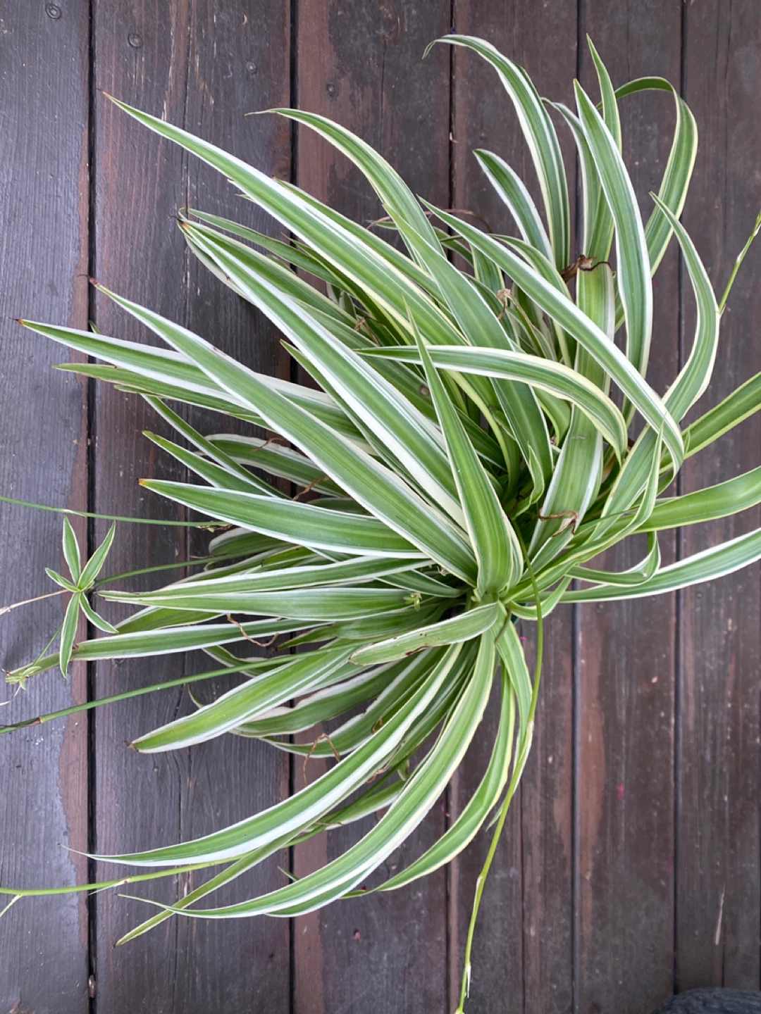 Spider plants - near West Edmonton Mall - photo 4