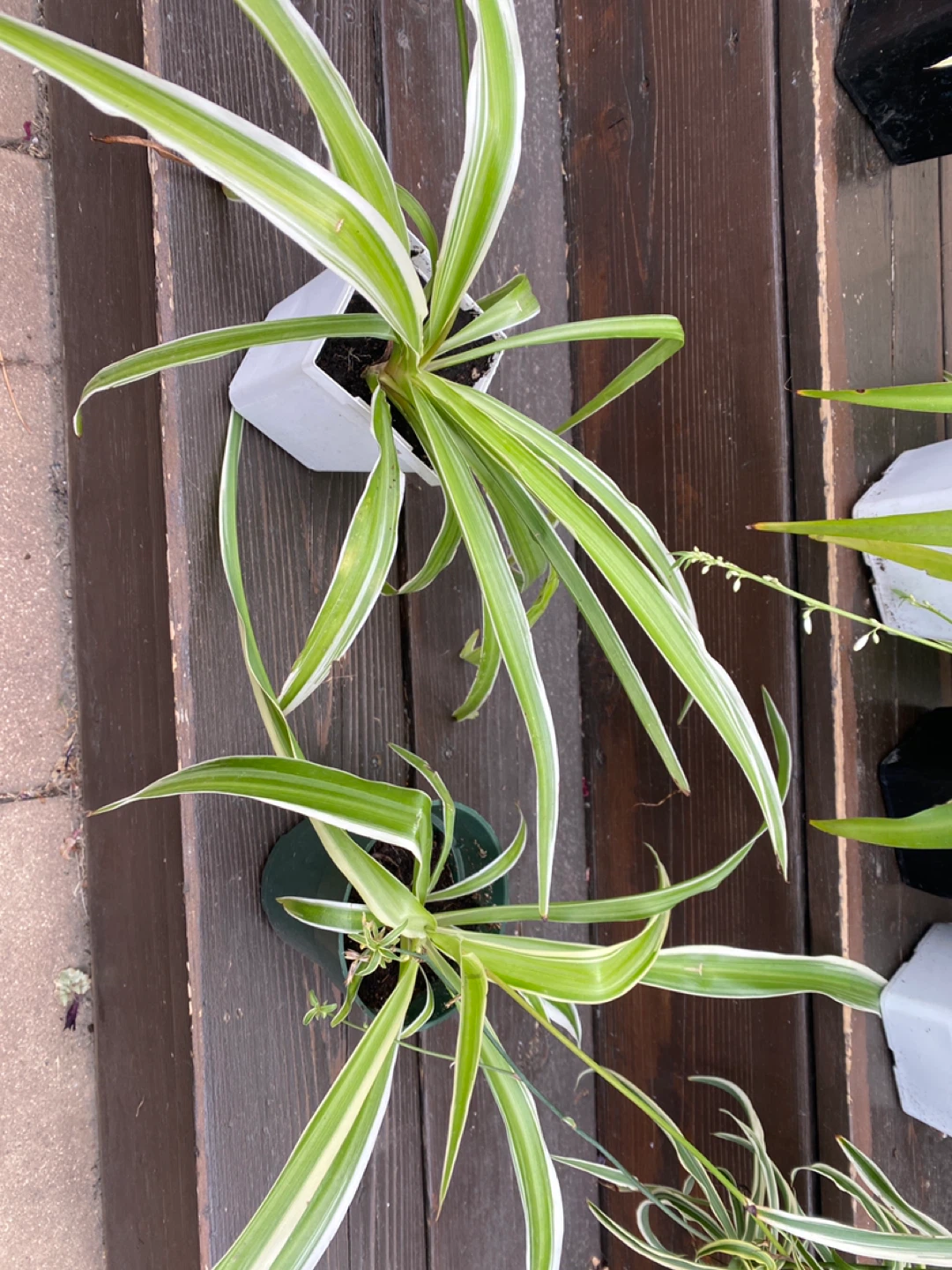 Spider plants - near West Edmonton Mall - photo 2