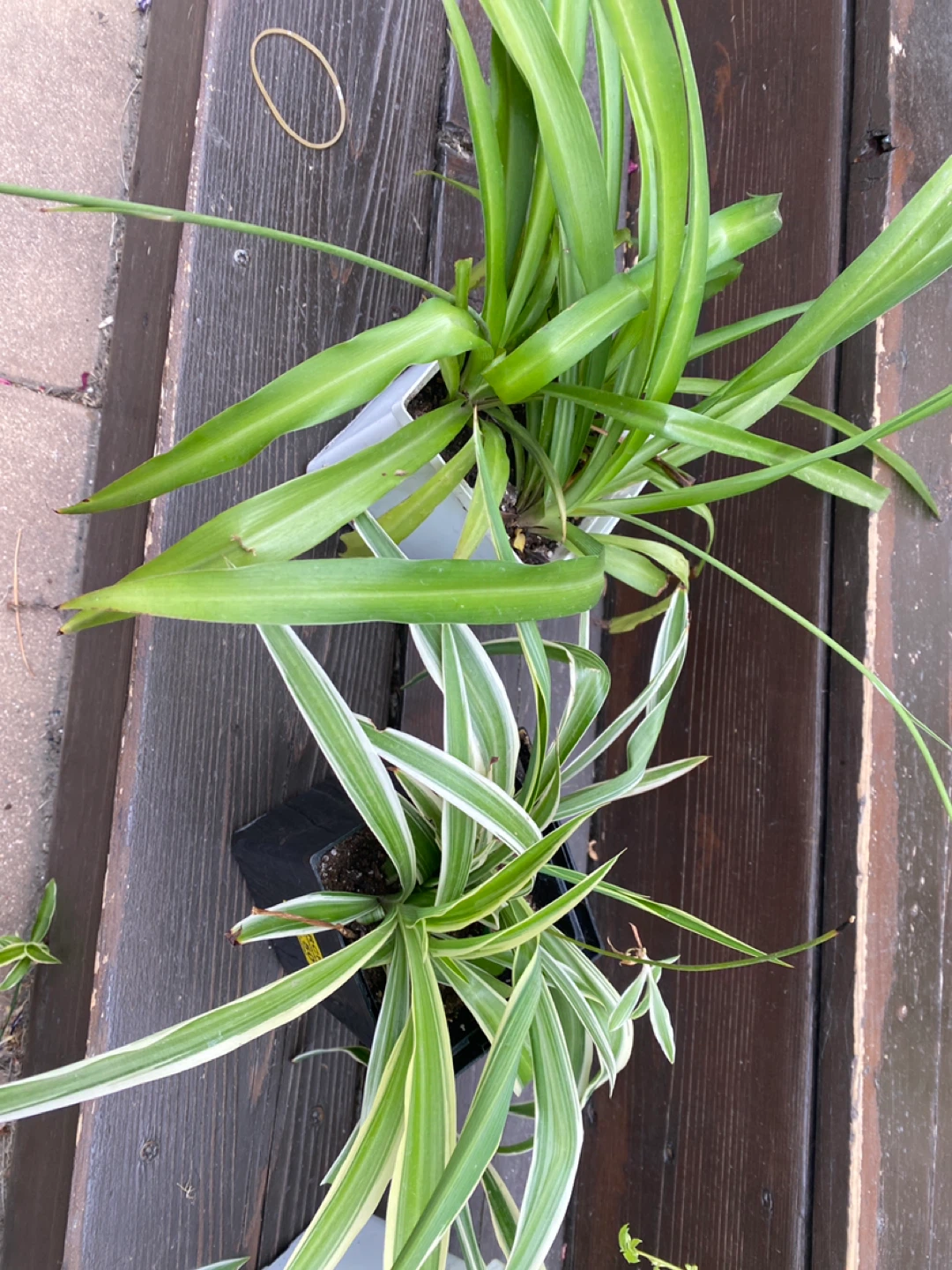 Spider plants - near West Edmonton Mall - photo 3