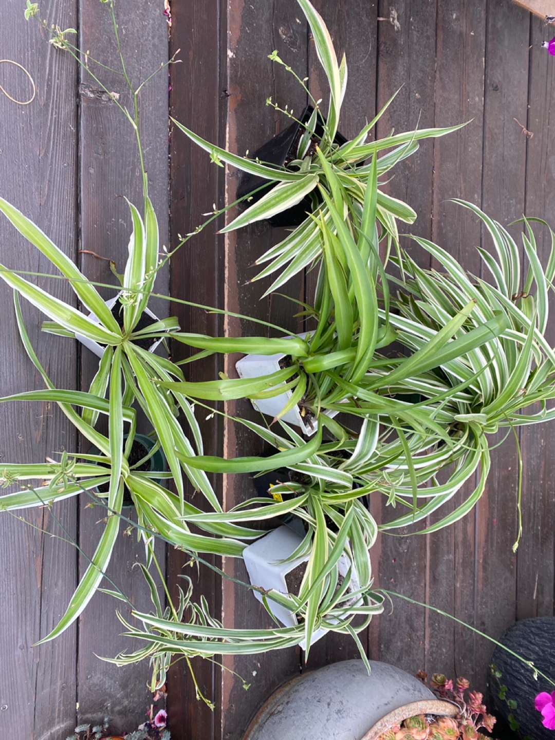Spider plants - near West Edmonton Mall