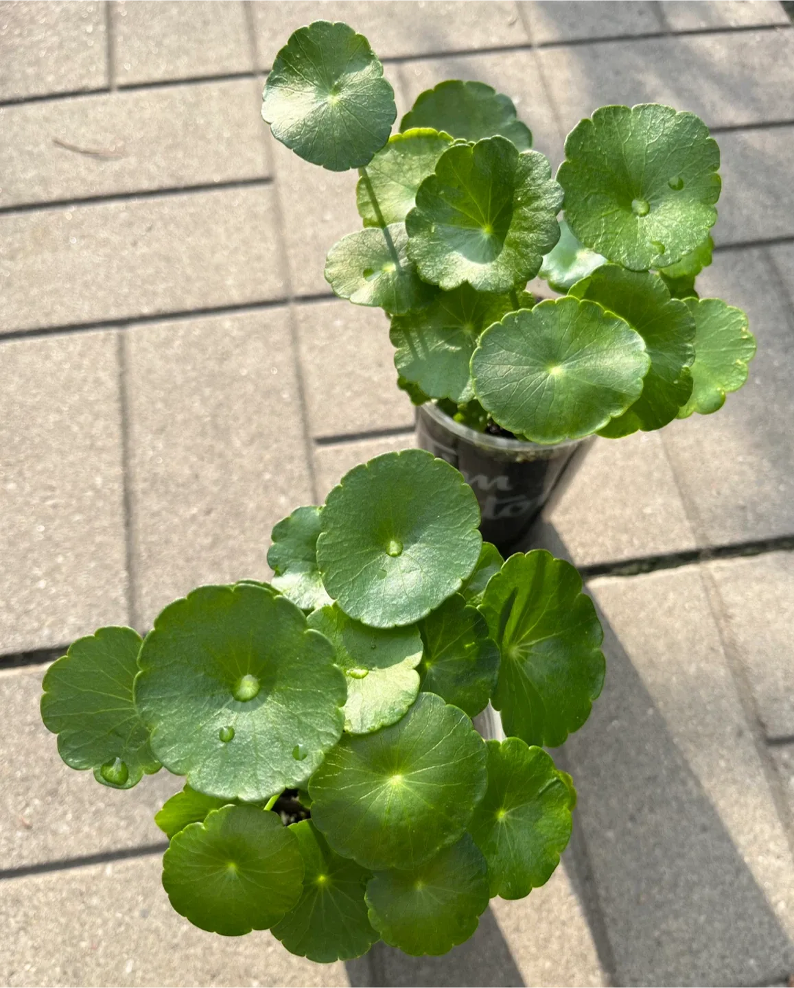Marsh Pennywort/Chinese money plant thumbnail