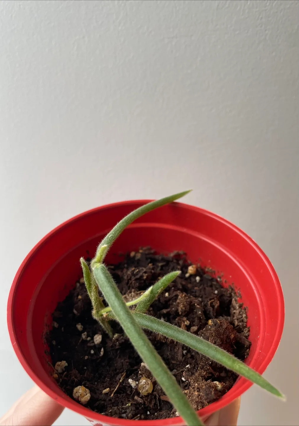Hoya linearis thumbnail