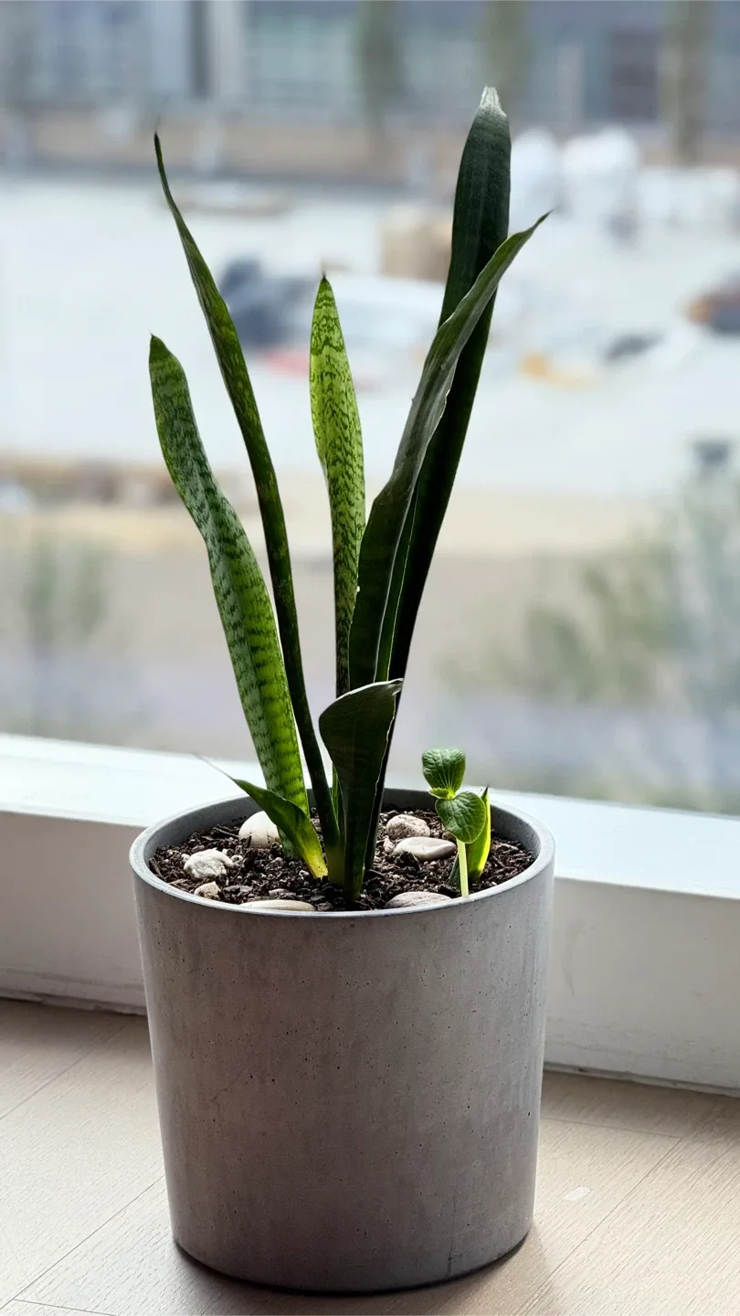 Potted Snake Plant thumbnail