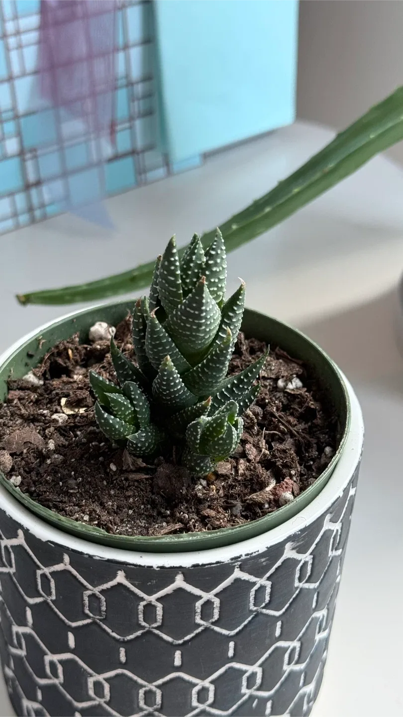 Haworthia Plant in Decorative Pot image indicator(2)