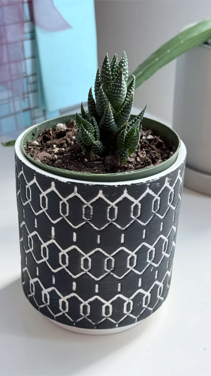 Haworthia Plant in Decorative Pot thumbnail