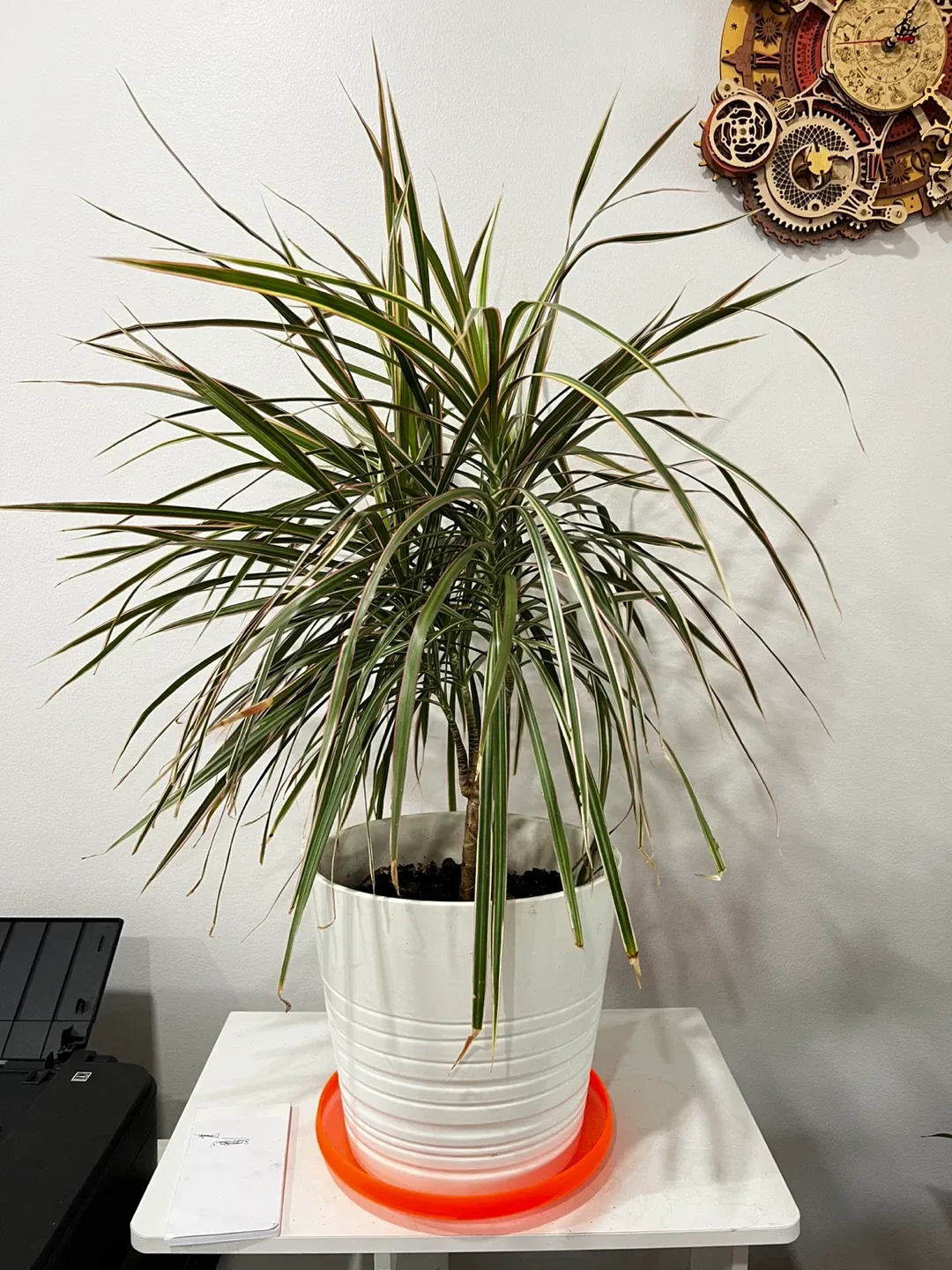 Potted Dracaena Marginata Plant thumbnail